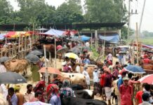 কোরবানির পশুর হাট -এ স্বাস্থ্যবিধি উপেক্ষিত