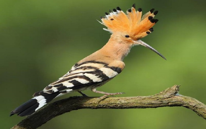 হুদহুদ বা মোহনচূড়া